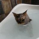 우쭈쭈 애견샵 이미지