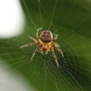 거미대문 이미지