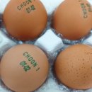 참샘골 | 난각번호1번 참샘골 유정란 초란 다이어트식단 도전