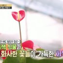 식물병원초록에서