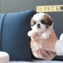 강아지 분양 프러포즈펫 | 안양강아지분양 이즈펫 강아지 고양이 본점 방문 후기