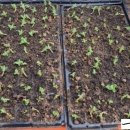 마룡농장 이미지