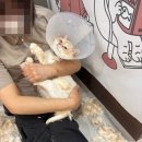 고양이 무마취 미용전문 | 시흥 고양이 미용 무마취 전문 그루머스 스튜디오 후기 비용 할인