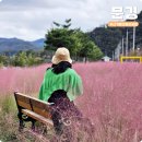 신기제 | 가을에 가볼만한곳 경북 핑크뮬리명소 문경 신기핑크뮬리공원
