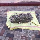 개곡초병설유치원 이미지