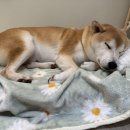 마롱스테이 이미지