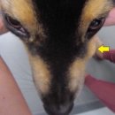 서서동물의료센터 이미지