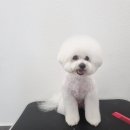 비주얼펫살롱 이미지