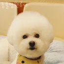 동물병원루니 이미지