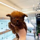 퍼피힐 강아지분양 이미지