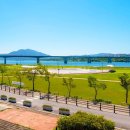 “7만 평이 전부 꽃으로 덮였어요”… 무료 개방 중인 금빛 황화코스모스 명소 이미지