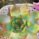 아스테리아 이미지