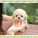 더 샵 동물메디컬센터 이미지