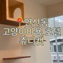 부산고양이미용&호텔 냥스타그램 | 부산 무마취 고양이미용은 연산동 쥬디캣으로 정착!
