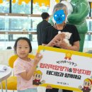 대구고양이분양 테디럽 이미지