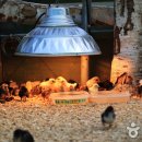 대관령 아기동물농장 이미지