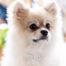 단장면 반려동물지원센터 경향신문