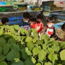 보리원농장 이미지