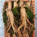 수삼랜드 이미지