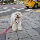 내 강아지 미용실 | 🐶 [강아지 미용실 후기] 우리집 꼬지리 만두, 곰돌이컷으로 인형 변신!