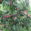 창신농장 이미지