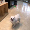 사라 양한방 동물병원 이미지