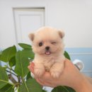 꽃강아지 이미지