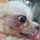 선부중앙동물의료센터 이미지