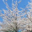 동백호수공원 이미지