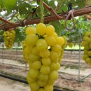 금빛영농조합법인 이미지