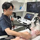 좌동메디칼센터 | 좌동24시동물병원, 대형견 보호자라면 꼭 알아두셔야 할 질환