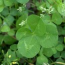네잎클로버 이미지