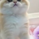 루시캣