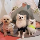 큰댕이네 이미지