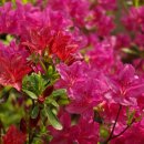 매화시장 이미지