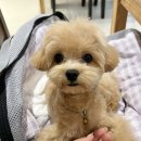 버블리독 이미지