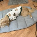 웨이브독 이미지