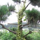 뜨락풍경 이미지