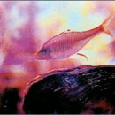 조개사랑 이미지