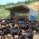 누리흑염소 이미지