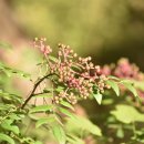 산초나라