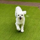 애견탑 이미지