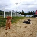 보라애견 이미지