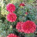 스트로베리 블론드 이미지