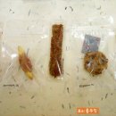 까비애견 이미지