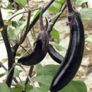 경기농장 이미지