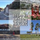 만나공원 | 제주 휴애리 동백축제 자연생활공원 제주 동백꽃 명소