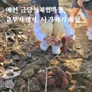 배내골사과정보화마을 | [공지] 예천 금당실전통마을 농촌체험 고구마캐기 사과 따기