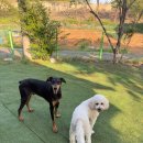 솔잎펜션 2 | 대형견도 가능한 펜션 찾았다… 댕댕옥 3호점 2박 3일 솔직후기 🐶