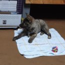 호피농장 이미지